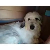 Foto dell\'animale COMUNE DI SALERNO - 380260042973803