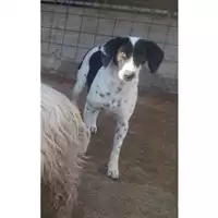 Foto dell\'animale COMUNE DI SALERNO - 380260042784265