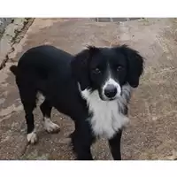 Foto dell\'animale COMUNE DI SALERNO - 380260042783494