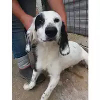 Foto dell\'animale COMUNE DI SALERNO - 380260042783992