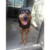 Foto dell\'animale COMUNE DI SALERNO - 380260042388557