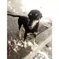 Foto dell\'animale COMUNE DI SALERNO - 380260042783904