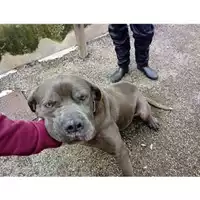 Foto dell\'animale COMUNE DI SALERNO - 380260042333767