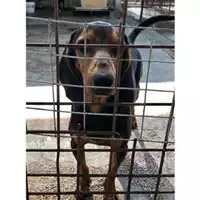 Foto dell\'animale COMUNE DI SALERNO - 380260042783922