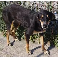 Foto dell\'animale COMUNE DI SALERNO - 380260042783922