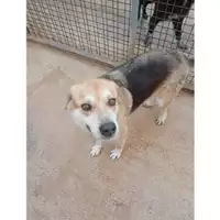 Foto dell\'animale COMUNE DI SALERNO - 380260042783560