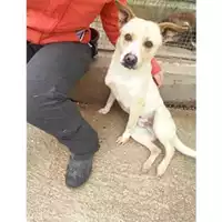 Foto dell\'animale COMUNE DI SALERNO - 380260100323760