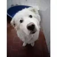 Foto dell\'animale COMUNE DI SALERNO - 380260042377970