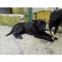 Foto dell\'animale COMUNE DI SALERNO - 380260042783533
