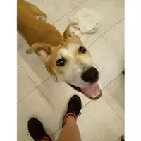 Foto dell\'animale COMUNE DI SALERNO - 380260004056733