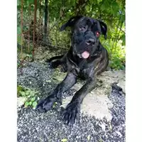 Foto dell\'animale COMUNE DI SALERNO - 380260004056738