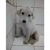 Foto dell\'animale COMUNE DI SALERNO - 380260004057495