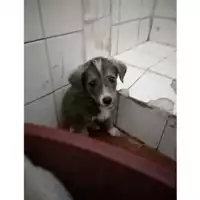 Foto dell\'animale COMUNE DI SALERNO - 380260004057469