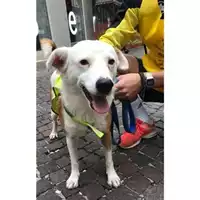Foto dell\'animale COMUNE DI SALERNO - 380260004057637