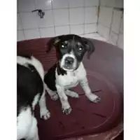 Foto dell\'animale COMUNE DI SALERNO - 380260004057639