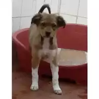 Foto dell\'animale COMUNE DI SALERNO - 380260101062059