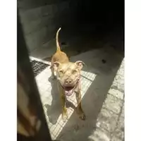 Foto dell\'animale COMUNE DI SALERNO - 380260042464445