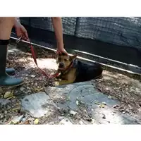 Foto dell\'animale COMUNE DI SALERNO - 