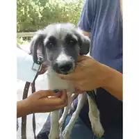 Foto dell\'animale COMUNE DI SALERNO - 380260042338456