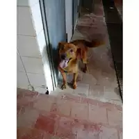 Foto dell\'animale COMUNE DI SALERNO - 380260100525813