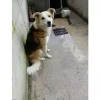 Foto dell\'animale COMUNE DI SALERNO - 380260100278526
