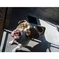 Foto dell\'animale COMUNE DI SALERNO - 380260004057657