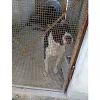 Foto dell\'animale COMUNE DI SALERNO - 380260004057558