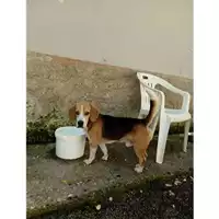 Foto dell\'animale COMUNE DI SALERNO - 900032000471659