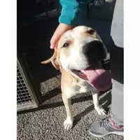 Foto dell\'animale COMUNE DI SALERNO - 380260004056733