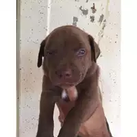 Foto dell\'animale COMUNE DI SALERNO - 380260042996814