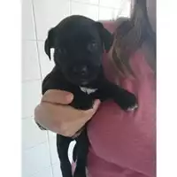 Foto dell\'animale COMUNE DI SALERNO - 380260042996470