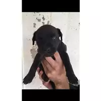 Foto dell\'animale COMUNE DI SALERNO - 380260042991591