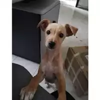 Foto dell\'animale COMUNE DI SALERNO - 380260004056286