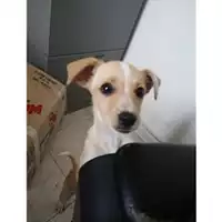 Foto dell\'animale COMUNE DI SALERNO - 380260042333276