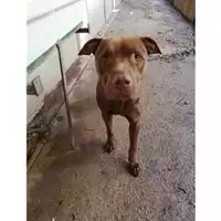Foto dell\'animale COMUNE DI SALERNO - 380260004056321
