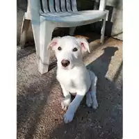 Foto dell\'animale COMUNE DI SALERNO - 380260042993795