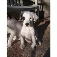 Foto dell\'animale COMUNE DI SALERNO - 380260042334965