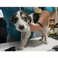 Foto dell\'animale COMUNE DI SALERNO - 380260042336122