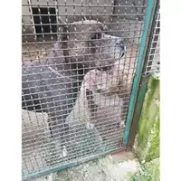 Foto dell\'animale COMUNE DI SALERNO - 380260002179111