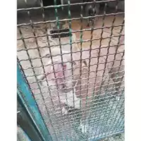 Foto dell\'animale COMUNE DI SALERNO - 380260100194733