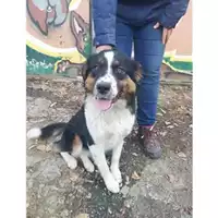 Foto dell\'animale COMUNE DI SALERNO - 380260042993485