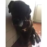 Foto dell\'animale COMUNE DI SALERNO - 380260004056431