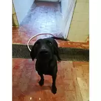 Foto dell\'animale COMUNE DI SALERNO - 380260004058428