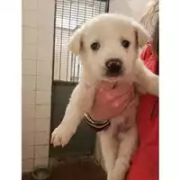 Foto dell\'animale COMUNE DI SALERNO - 380260042999082