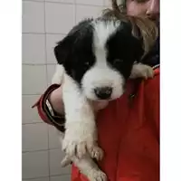 Foto dell\'animale COMUNE DI SALERNO - 380260042992353