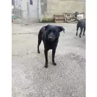 Foto dell\'animale COMUNE DI SALERNO - 380260042459072