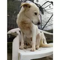 Foto dell\'animale COMUNE DI SALERNO - 380260040383032