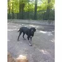 Foto dell\'animale COMUNE DI EBOLI - 380260041462469