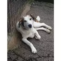 Foto dell\'animale COMUNE DI SALERNO - 380260010047113