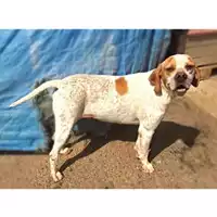 Foto dell\'animale COMUNE DI SALERNO - 380260041463142